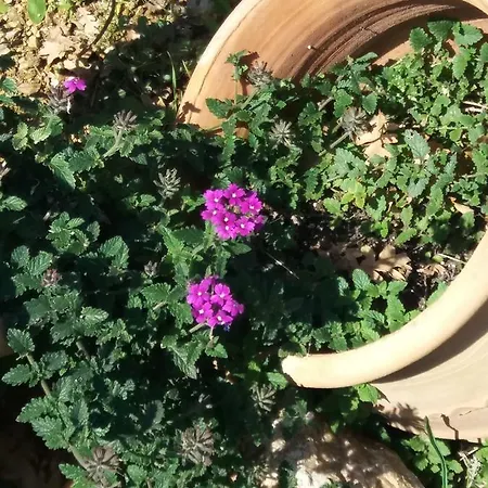 Stathi's House Appartamento Megali Ammos (Skiathos)