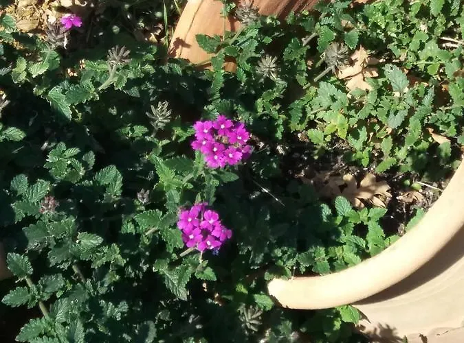 Stathi's House Apartament Megali Ammos (Skiathos)